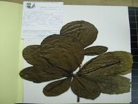 Herbarium sample